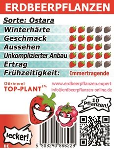 Erdbeerpflanzen Immertragende Ostara